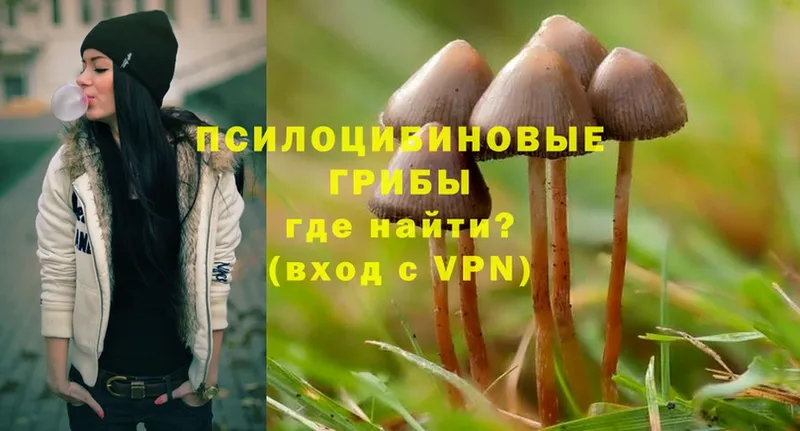 дарнет шоп  Киреевск  Псилоцибиновые грибы Magic Shrooms 